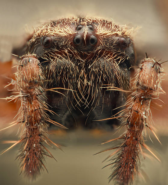 araignée gros plan extrême cross - cross spider photos et images de collection