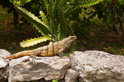 Mexican Iguana resting on a rock in Chichen Itza