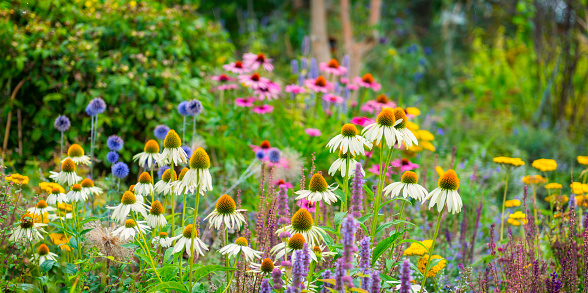 Colorful flowerbeds in a beautiful garden. White and purple coneflowers