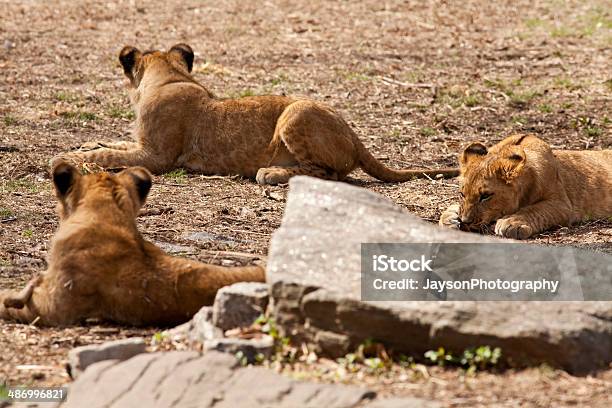 Photo libre de droit de Lions banque d'images et plus d'images libres de droit de Animaux à l'état sauvage - Animaux à l'état sauvage, Biologie, Branche - Partie d'une plante