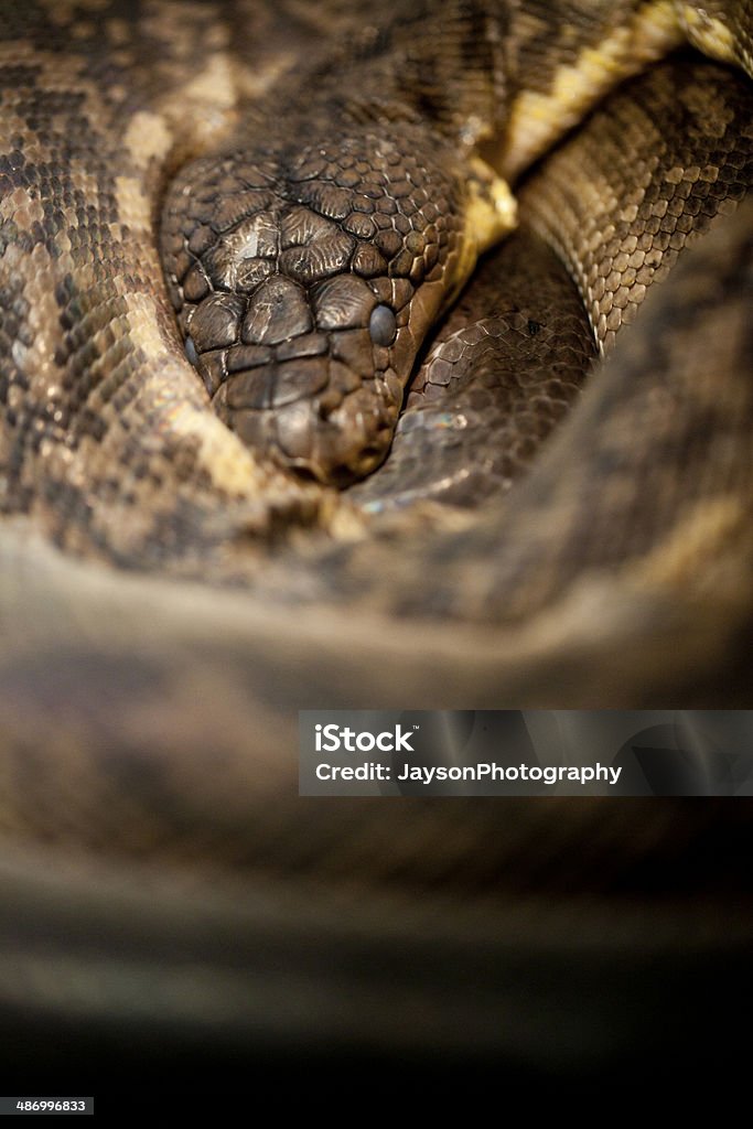 Cobra-real - Royalty-free Animais caçando Foto de stock