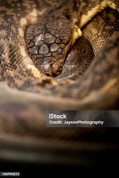 Cobrareal - Fotografias de stock e mais imagens de Animais caçando - Animais caçando, Animal, Animal em via de extinção