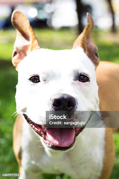 American Staffordshire Terrier Puppy Stock Photo - Download Image Now - American Staffordshire Terrier, Animal, Animal Themes