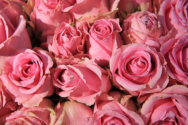 istock Pink roses in bridal bouquet 486998085