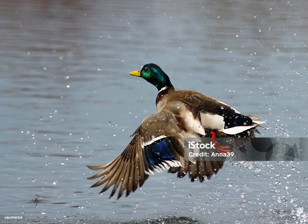 Männliche Stockente im Flug - Lizenzfrei Ente - Wasservogel Stock-Foto