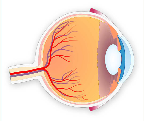 인간 눈 - animal retina 뉴스 사진 이미지