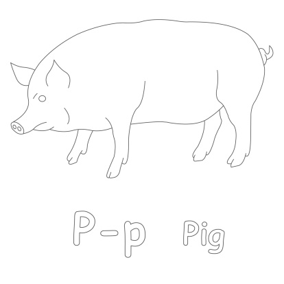 ping piggy isolated in white background.