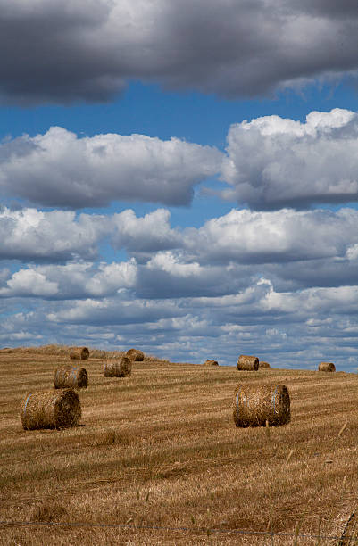 istock harvest landscape with heavy clouds 486998811