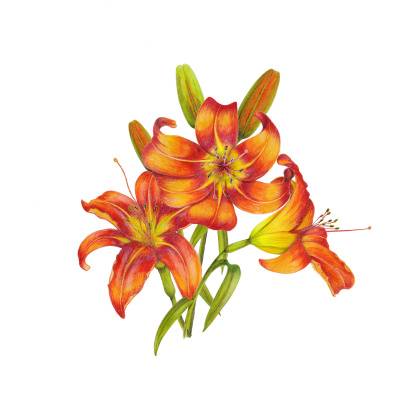 Watercolor bouquet of lilies on white background