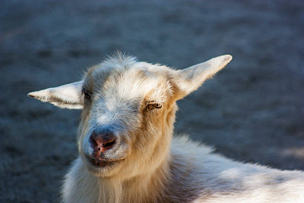 Baby goat stock photo