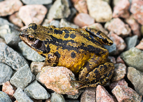 Common frog sitting on small stones