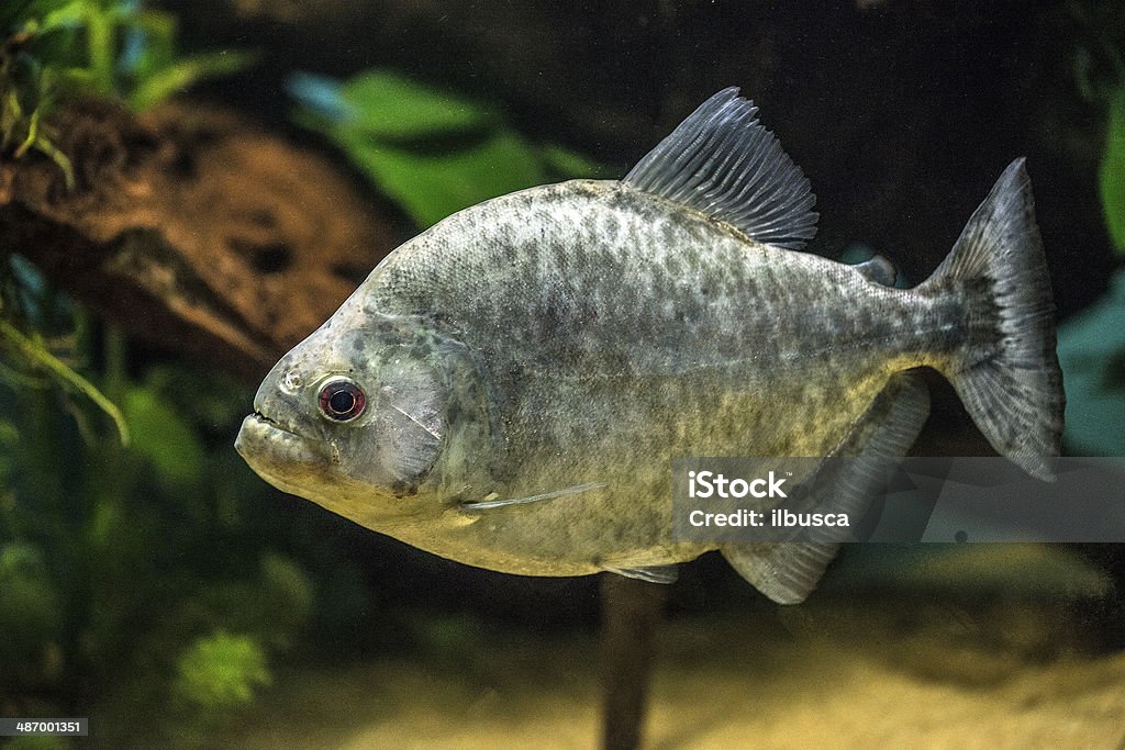 Serrasalmus rhombeus (Redeye Piranha,  Peruvian Black Piranha) Black Piranha Fish Stock Photo