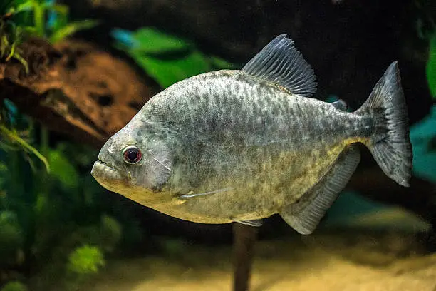 Photo of Serrasalmus rhombeus (Redeye Piranha,  Peruvian Black Piranha)