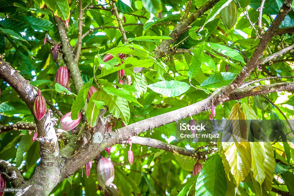 Cocoa crecimiento en el Caribe - Foto de stock de Aire libre libre de derechos
