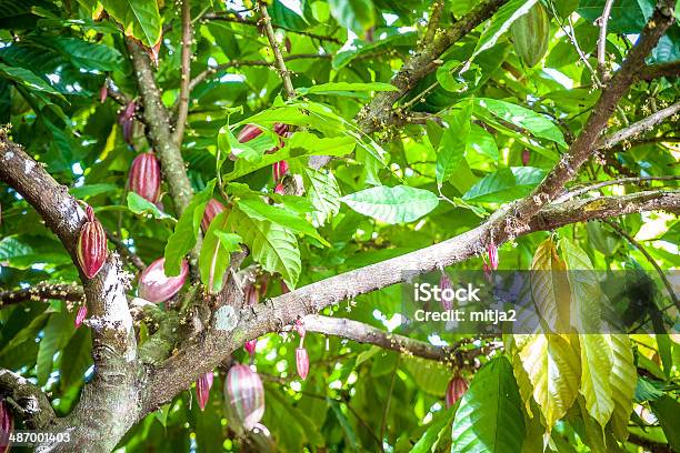 Cocoa Crecimiento En El Caribe Foto de stock y más banco de imágenes de Aire libre - Aire libre, Antigua - Islas de Sotavento, Caribe