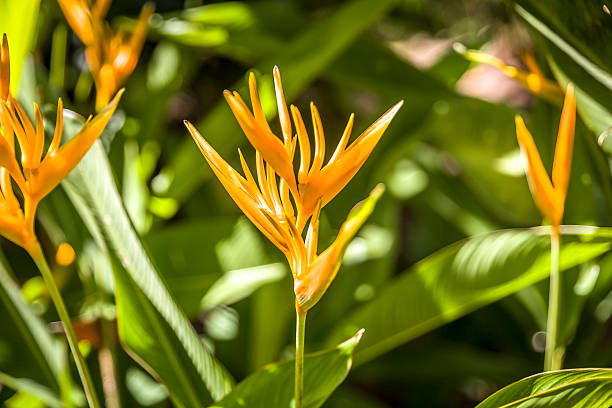 Caribbean Flowers stock photo