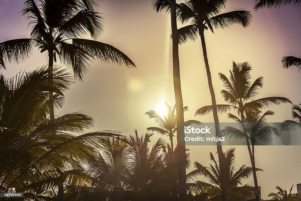 Caribbean Palm Trees Caribbean Palm Trees Against Setting Sun Caribbean Stock Photo