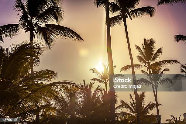 Caribbean Palm Trees Stock Photo - Download Image Now - Caribbean, Color Image, Day