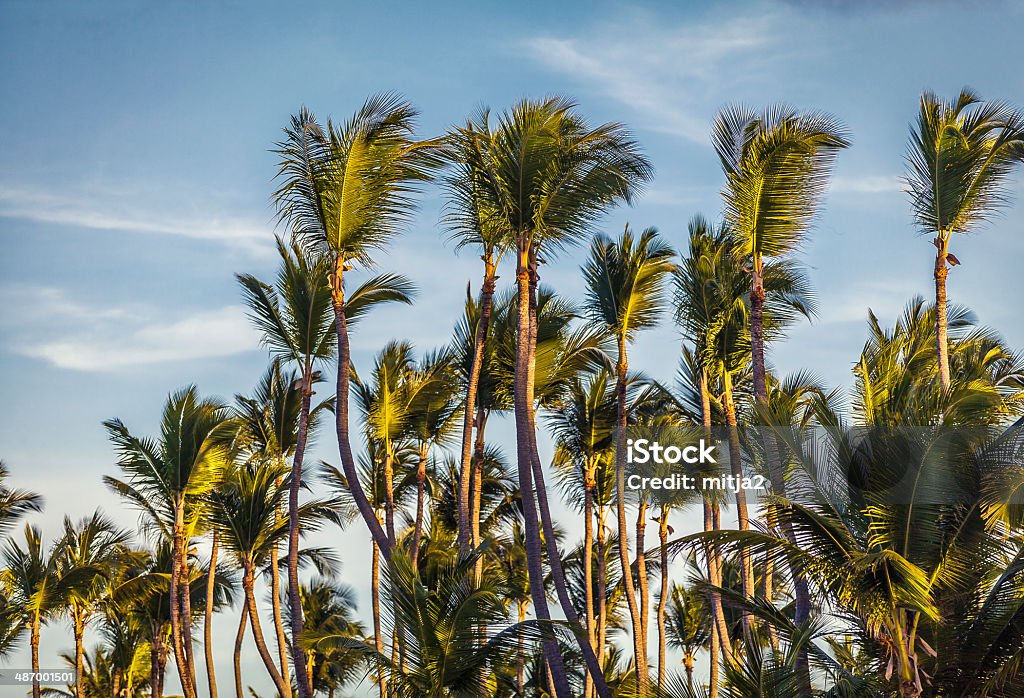 Palme dei Caraibi - Foto stock royalty-free di Albero