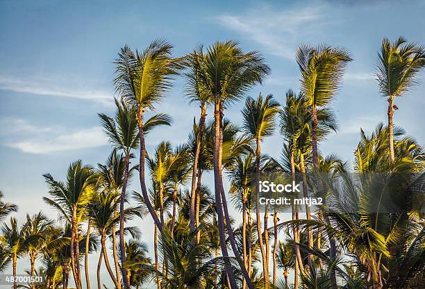 Palme Dei Caraibi - Fotografie stock e altre immagini di Albero - Albero, Albero tropicale, Ambientazione esterna