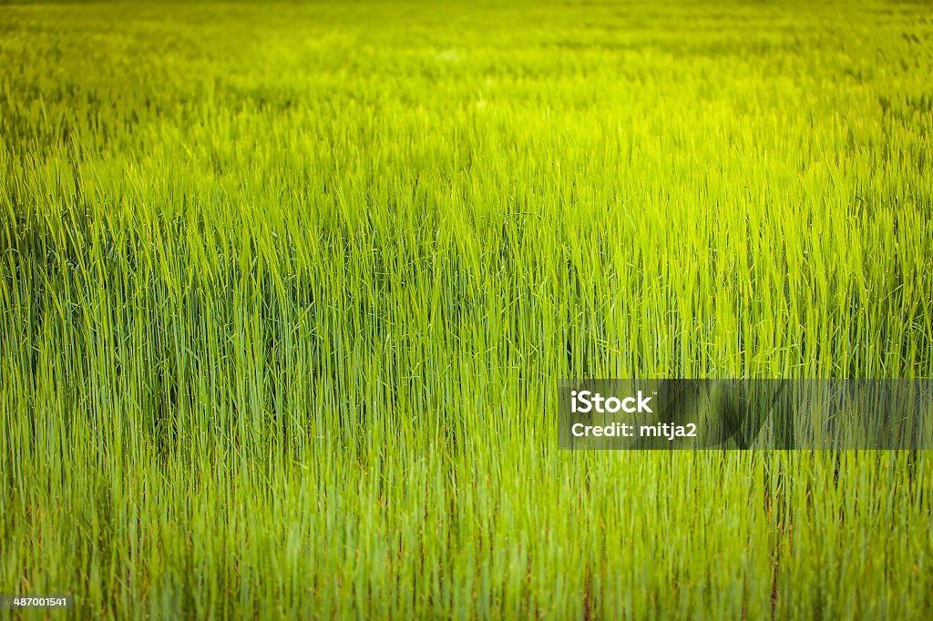 Jeune blé paysage - Photo de Agriculture libre de droits