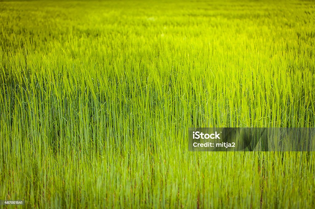 Jovem trigo paisagem - Foto de stock de Agricultura royalty-free