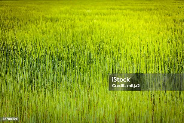 Foto de Jovem Trigo Paisagem e mais fotos de stock de Agricultura - Agricultura, Campo, Cena Rural