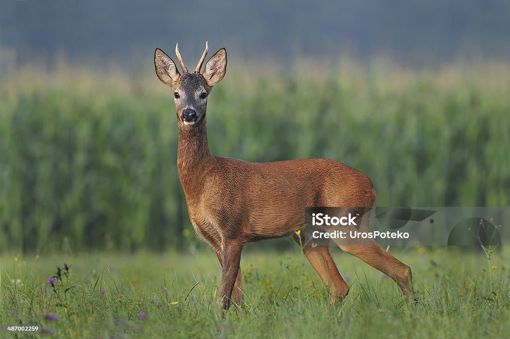 Roe deer Photo of roe deer standing in a grass Agricultural Field Stock Photo