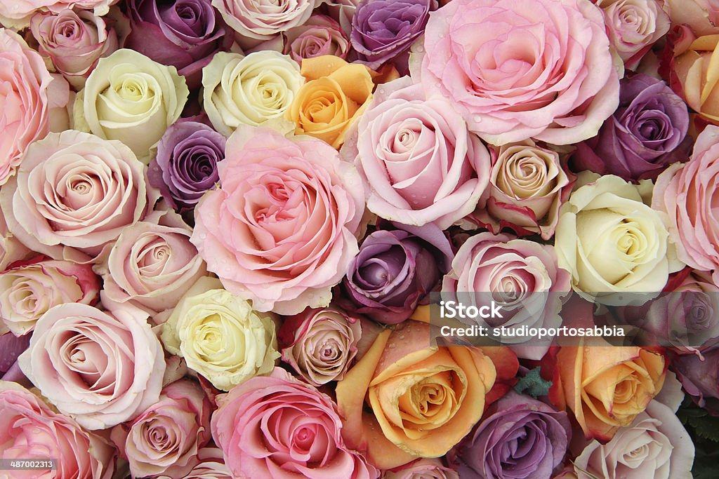 Pastel wedding roses Rose arrangement for a wedding: different sized roses in various pastel shades Arrangement Stock Photo