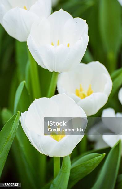 Foto de Tulipas Brancas Foco Na Parte Da Frente e mais fotos de stock de Beleza - Beleza, Beleza natural - Natureza, Botânica - Assunto