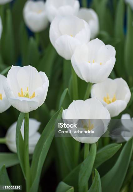 Weiße Tulpen Shallow Dof Fokus Auf Die Tulpen Auf Der Vorderseite Stockfoto und mehr Bilder von Baumblüte