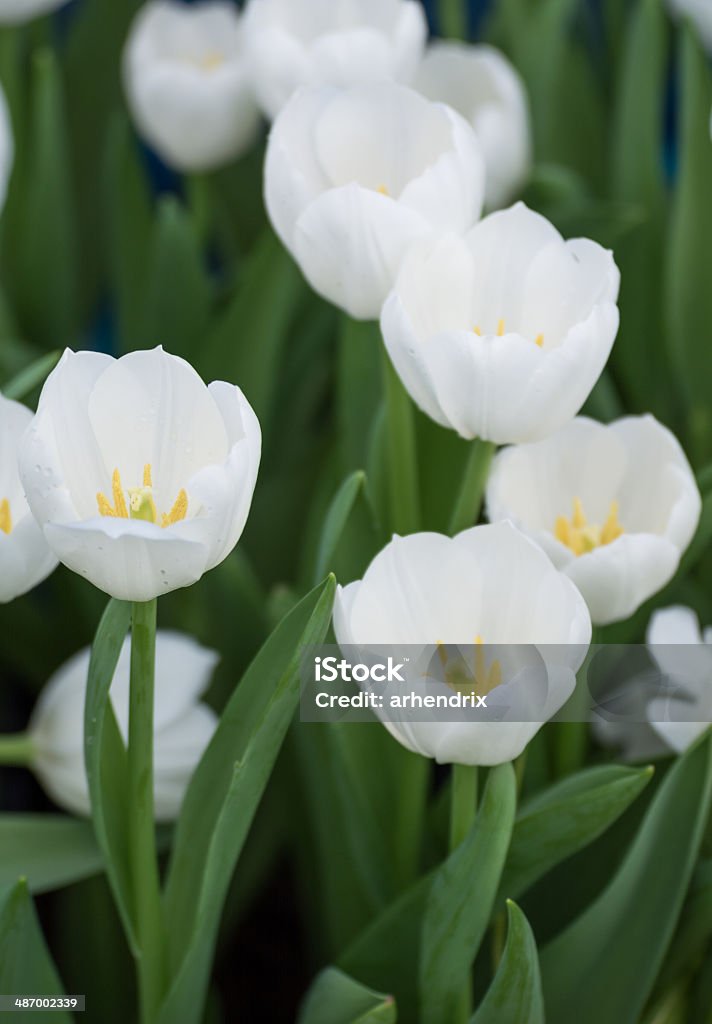 Blanco tulipanes.  DOF superficial, centrarnos en los tulipanes en la parte frontal. - Foto de stock de Aire libre libre de derechos