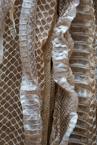 istock Snake skin, Costa Rica 487002564