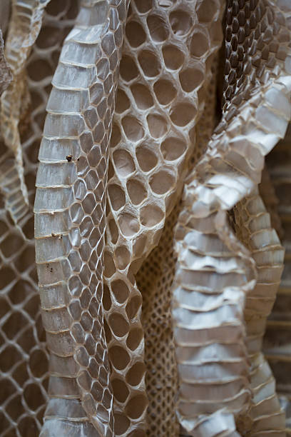istock Snake skin, Costa Rica 487002594