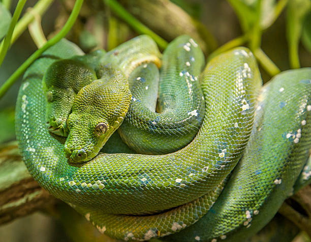 восточные зеленый mamba (dendroaspis angusticeps) - angusticeps стоковые фото и изображения