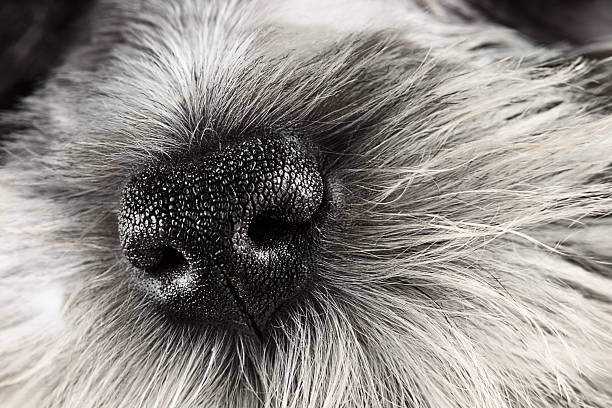 istock Miniature Schnauzer dog nose 487002857