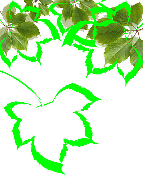 istock abstract garden leaves on white background 487002896