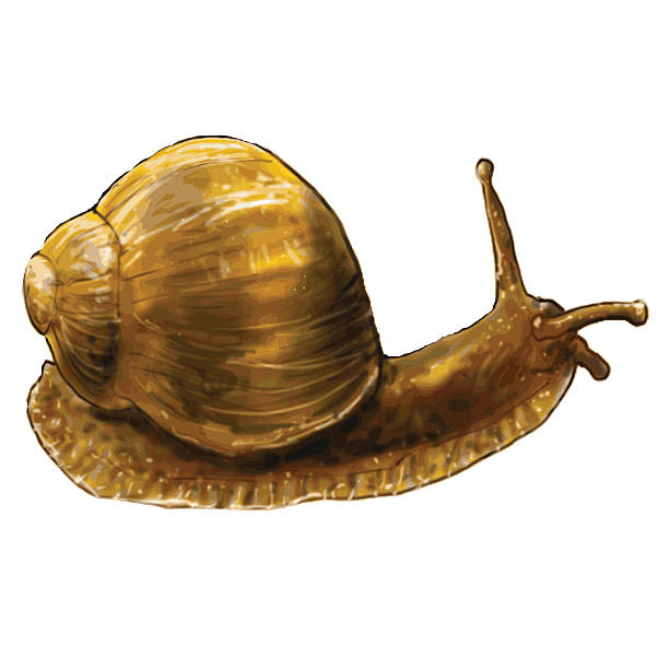 weinbergschnecke - snail white background mollusk mucus stock-grafiken, -clipart, -cartoons und -symbole