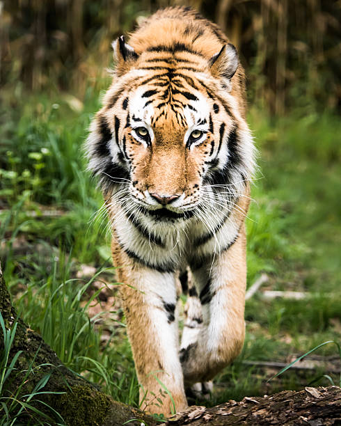 istock Amur Tiger On the Prowl 487003400