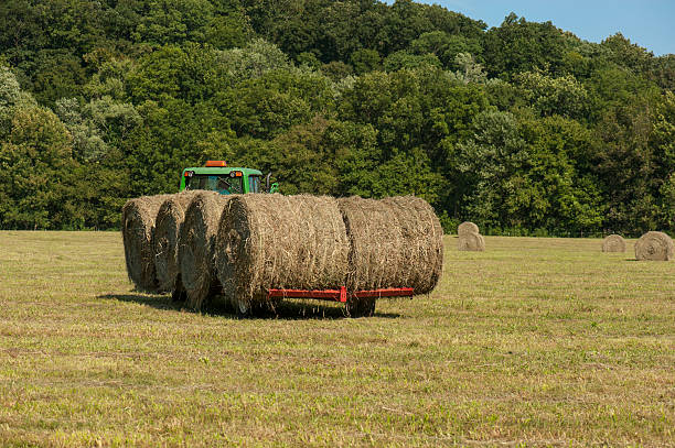 istock Tractor moving rolls of hay in the field 487003414