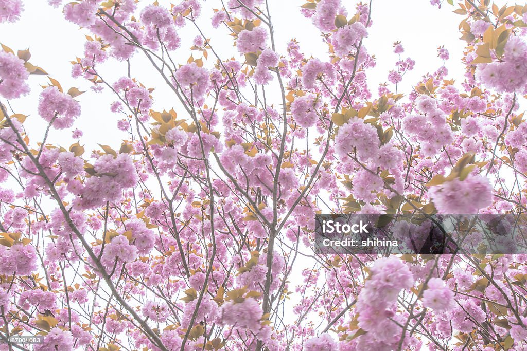 Blühende zwei cherry blossom Baum - Lizenzfrei Asien Stock-Foto