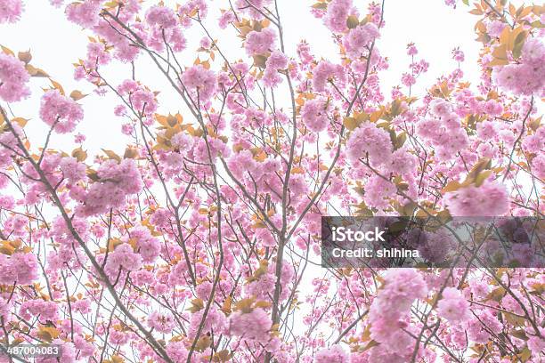 Blühende Zwei Cherry Blossom Baum Stockfoto und mehr Bilder von Asien - Asien, Ast - Pflanzenbestandteil, Baum