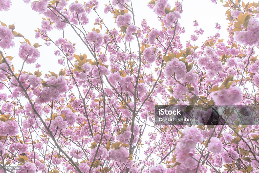 Árvore de flor de cerejeira florescendo casal - Foto de stock de Adulação royalty-free