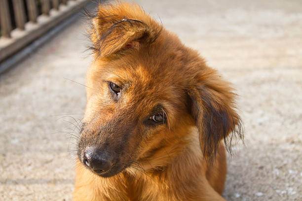 istock Dog staring - shallow depth of field 487004125