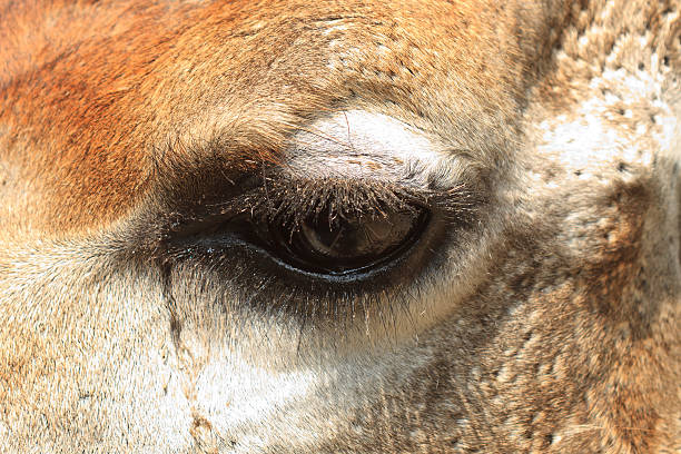 istock Portrait of a giraffe eye 487004127