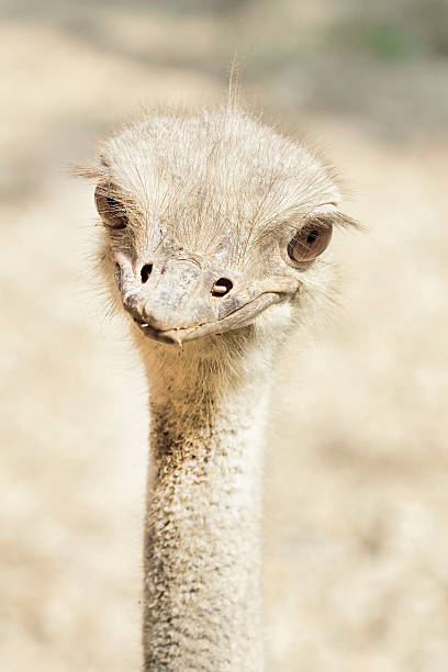 istock Ostrich head closeup,Thailand 487004133