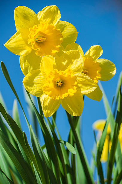 istock Yellow Narcissus flowers 487004175