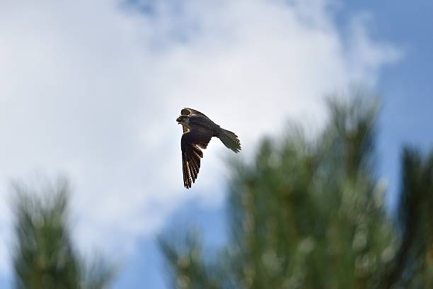 sakerfalke. - peregrine falcon - fotografias e filmes do acervo