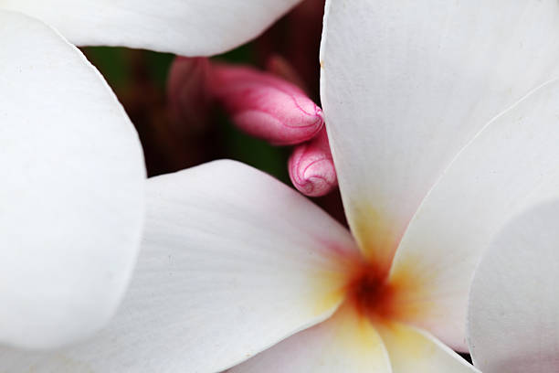 istock abstract of frangiapani flower 487004584