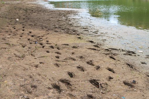 Footprints in the dry riverbed